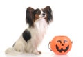 Papillon with halloween pumpkin Royalty Free Stock Photo
