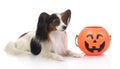 Papillon with halloween pumpkin Royalty Free Stock Photo