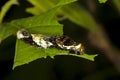 Norfolk Swallowtail, papilio amynthor, caterpillar, bird dropping mimic