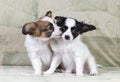 Papillon puppies Royalty Free Stock Photo