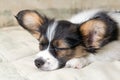 Papillon puppy Royalty Free Stock Photo