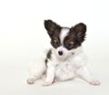 Papillon Puppy