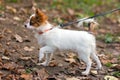 Papillon puppy Royalty Free Stock Photo