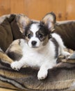 Papillon Puppy in bed Royalty Free Stock Photo