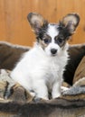 Papillon Puppy Royalty Free Stock Photo