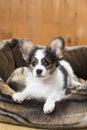 Papillon Puppy in bed Royalty Free Stock Photo