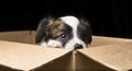 Papillon puppy in a carton box Royalty Free Stock Photo