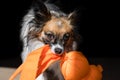 Pumpkin the papillon Royalty Free Stock Photo