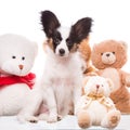 Papillon puppy with its favourite toys Royalty Free Stock Photo