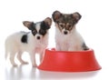 papillon litter mates with a dog dish Royalty Free Stock Photo