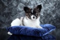 Papillon puppy lying on deep-blue pillow