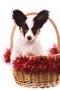 Papillon puppy sitting in Christmas basket on isolated white Royalty Free Stock Photo