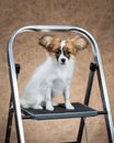 Papillon puppy sitting on a stepladder