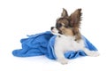 Papillon puppy in a towel Royalty Free Stock Photo