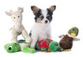 Papillon puppy and toys Royalty Free Stock Photo