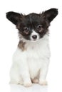 Papillon puppy on white background Royalty Free Stock Photo