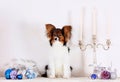 Papillon sits with Christmas decorations. A small white puppy with a red head on a light background. Royalty Free Stock Photo