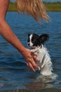 A Papillon that takes a bath little scared