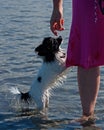 A Papillon that takes a bath little scared