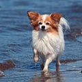 A Papillon that takes a bath