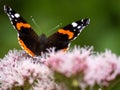 Papillon vulcain / butterfly Royalty Free Stock Photo