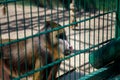 papio or baboon monkey in zoo. mammal looking through bars Royalty Free Stock Photo