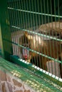 papio or baboon monkey in zoo. mammal looking through bars Royalty Free Stock Photo