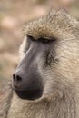 Papio Cynocephalus Yellow Baboon in Africa