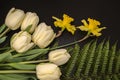 Two yellow daffodils with white tulips on a large green fern leaf lie on a black background Royalty Free Stock Photo