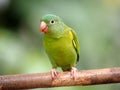 orange-chinned parakeet, Brotogeris jugularis, eats papaya fruit. Costa Rica Royalty Free Stock Photo