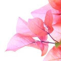Pink petals of bougainvillea flower Royalty Free Stock Photo