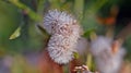 Pappies wet with dew of Canadian horseweed, a winter morning