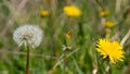 The pappus of a dandelion seed which aids in the wind-driven dispersal. Yellow and white dandelions on green grass.