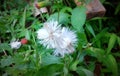 Pappus plant white flower and small buds