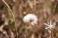 Pappus of thistle plants with feathery bristles on natural background Royalty Free Stock Photo