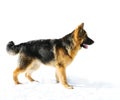 Pappy of german shepherd dog Royalty Free Stock Photo