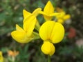 Lotus Corniculatus