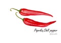 Paprika or Chili pepper .Hand drawn watercolor painting on white background.Vector illustration