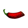 paprika chili pepper sketch hand drawn vector