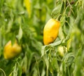 Paprika in the garden outdoors