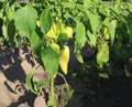 Paprika in the garden