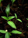 Paprika growing 2