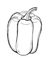 Paprika isolated, Sweet bell pepper on white background. Black and white. Linear. Fresh organic food. Vegetable. For