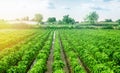 Paprika pepper plantation field after rain. Agriculture, farming. Growing vegetables in the agricultural industry. Organic food Royalty Free Stock Photo