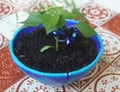 Paprika plant in a homemade bowl of clay