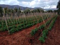 Paprika plantation Royalty Free Stock Photo