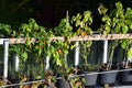 paprika plants with the last fruit Royalty Free Stock Photo