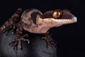 Papua giant banded gecko Cyrtodactylus louisiadensis