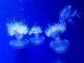 Papua jellyfish mastigias of the lagoon these jellyfish resemble the round bell, from which the four tentacles hang down Royalty Free Stock Photo