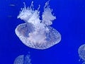 Papua jellyfish mastigias of the lagoon these jellyfish resemble the round bell, from which the four tentacles hang down Royalty Free Stock Photo